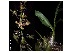  (Grammatophyllum multiflorum - Fernando5085)  @11 [ ] Copyright  Edwino S. Fernando University of the Philippines Los Banos