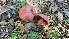  (Boletus carminiporus - VSC-F0000078)  @11 [ ] by (2020) Emily Cantonwine Valdosta State University