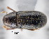  (Polygraphus shariensis - CNCCOLVG00001308)  @13 [ ] Copyright (2011) Vasily Grebennikov CFIA