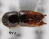  (Xyleborus ferox - CNCCOLVG00001383)  @11 [ ] Copyright (2011) Vasily Grebennikov CFIA