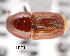  (Scolytus cristatus - CNCCOLVG00001428)  @13 [ ] Copyright (2011) Vasily Grebennikov CFIA