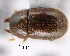  (Cis pubescens - CNCCOLVG00001944)  @13 [ ] Copyright (2011) Vasily Grebennikov CFIA