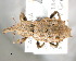  (Typoderus polyphemus - CNCCOLVG00002134)  @14 [ ] Copyright (2011) Vasily Grebennikov CFIA