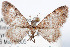  (Eupithecia rindgei - DLW-002364)  @11 [ ] No Rights Reserved (2021) David L. Wagner University of Connecticut