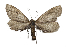  (Glaucina denticularia - DLW-003947)  @11 [ ] Copyright (2022) The Caterpillar Lab Joanne Russo