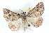  (Chlenomorpha sp. ANIC6 - BIOUG04671-E04)  @15 [ ] CreativeCommons - Attribution (2013) CBG Photography Group Centre for Biodiversity Genomics