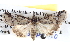  (Stenoprora lophota - BIOUG04002-C06)  @15 [ ] CreativeCommons - Attribution (2012) CBG Photography Group Centre for Biodiversity Genomics