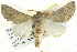  (Oenochroma cycnoptera - BIOUG04033-E06)  @15 [ ] CreativeCommons - Attribution (2012) CBG Photography Group Centre for Biodiversity Genomics