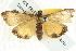  ( - BIOUG04033-F10)  @14 [ ] CreativeCommons - Attribution (2012) CBG Photography Group Centre for Biodiversity Genomics