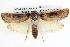  ( - BIOUG04035-B09)  @14 [ ] CreativeCommons - Attribution (2012) CBG Photography Group Centre for Biodiversity Genomics