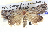  ( - BIOUG04038-A09)  @14 [ ] CreativeCommons - Attribution (2012) CBG Photography Group Centre for Biodiversity Genomics