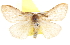  (Lymantria pelospila - BIOUG04193-D06)  @14 [ ] CreativeCommons - Attribution (2012) CBG Photography Group Centre for Biodiversity Genomics