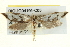 (Ocystola holonota - BIOUG04195-C05)  @13 [ ] CreativeCommons - Attribution (2013) CBG Photography Group Centre for Biodiversity Genomics