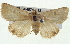  (Heliocheilus epigrapha - BIOUG04674-B12)  @14 [ ] CreativeCommons - Attribution (2013) CBG Photography Group Centre for Biodiversity Genomics