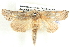  (Scythrophanes stenoptera - BIOUG06106-F12)  @15 [ ] CreativeCommons - Attribution (2013) CBG Photography Group Centre for Biodiversity Genomics