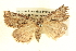  (Cymatophora aspera - BIOUG06107-E09)  @14 [ ] CreativeCommons - Attribution (2013) CBG Photography Group Centre for Biodiversity Genomics