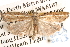  (Ptochostola asaphes - BIOUG14609-F03)  @14 [ ] CreativeCommons - Attribution (2014) CBG Photography Group Centre for Biodiversity Genomics