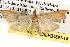  (Antigastra catalaunalis - BIOUG14613-H07)  @14 [ ] CreativeCommons - Attribution (2014) CBG Photography Group Centre for Biodiversity Genomics