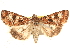  (Heliothis punctifera - BIOUG18089-C03)  @15 [ ] CreativeCommons - Attribution (2015) CBG Photography Group Centre for Biodiversity Genomics