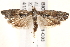  (Eucosmini - BIOUG19528-C03)  @16 [ ] CreativeCommons - Attribution (2015) CBG Photography Group Centre for Biodiversity Genomics