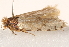  (Iphierga sp. ANIC10 - BIOUG19650-D11)  @12 [ ] CreativeCommons - Attribution (2015) CBG Photography Group Centre for Biodiversity Genomics