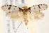  (Iphierga sp. ANIC13 - BIOUG19650-F07)  @13 [ ] CreativeCommons - Attribution (2015) CBG Photography Group Centre for Biodiversity Genomics