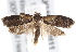  (Capua dura - BIOUG19954-H11)  @15 [ ] CreativeCommons - Attribution (2015) CBG Photography Group Centre for Biodiversity Genomics