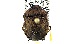 (Platycoris brunneus - CCDB-27373-E07)  @14 [ ] CreativeCommons - Attribution (2016) WAM Western Australia Museum