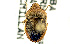  (Cooperocoris australis - CCDB-27375-A12)  @13 [ ] CreativeCommons - Attribution (2016) WAM Western Australia Museum