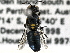  (Hylaeus violaceus - CCDB-27396-A02)  @13 [ ] CreativeCommons - Attribution (2016) CBG Photography Group Centre for Biodiversity Genomics