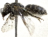  (Lasioglossum castor - CCDB-27396-H06)  @11 [ ] CreativeCommons - Attribution (2016) CBG Photography Group Centre for Biodiversity Genomics