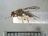  (Bactrocera sp. ADC7328 - USNM ENT 01014860)  @11 [ ] No Rights Reserved  Unspecified Unspecified