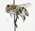  (Anthophora peritomae - CCDB-20945 E12)  @15 [ ] No Rights Reserved (2015) Cory Sheffield Royal Saskatchewan Museum