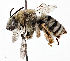  (Eucera aragalli - CCDB-20948 B08)  @15 [ ] No Rights Reserved (2015) Cory Sheffield Royal Saskatchewan Museum