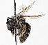  (Colletes andrewsi - CCDB-20948 D04)  @11 [ ] No Rights Reserved (2015) Cory Sheffield Royal Saskatchewan Museum