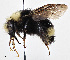  (Bombus vandykei - CCDB-25139 A09)  @14 [ ] © (2017) Cory Sheffield Royal Saskatchewan Museum