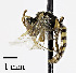  (Panurginae - CCDB-25169 B06)  @15 [ ] © (2018) Cory S. Sheffield Royal Saskatchewan Museum