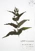  ( - JAG 0648WP)  @11 [ ] CreativeCommons - Attribution Share-Alike (2012) University of Guelph OAC BIO Herbarium