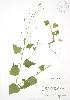  ( - RBG 038WP)  @11 [ ] CreativeCommons - Attribution Share-Alike (2012) University of Guelph OAC BIO Herbarium