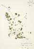  ( - JAG 0525WP)  @11 [ ] CreativeCommons - Attribution Share-Alike (2012) University of Guelph OAC BIO Herbarium