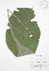  ( - AP382WP)  @11 [ ] CreativeCommons - Attribution Share-Alike (2012) University of Guelph OAC BIO Herbarium