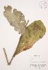  ( - AP404WP)  @11 [ ] CreativeCommons - Attribution Share-Alike (2012) University of Guelph OAC BIO Herbarium