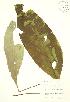  ( - JAG 0839WP)  @11 [ ] CreativeCommons - Attribution Share-Alike (2012) University of Guelph OAC BIO Herbarium