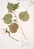  ( - JAG 0687WP)  @11 [ ] CreativeCommons - Attribution Share-Alike (2012) University of Guelph OAC BIO Herbarium