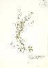 ( - PHK 002WP)  @11 [ ] CreativeCommons - Attribution Share-Alike (2012) University of Guelph OAC BIO Herbarium