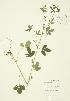  ( - JAG 0025WP)  @11 [ ] CreativeCommons - Attribution Share-Alike (2012) University of Guelph OAC BIO Herbarium