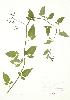  ( - JEM 098WP)  @11 [ ] CreativeCommons - Attribution Share-Alike (2012) University of Guelph OAC-BIO Herbarium