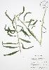  ( - BAR211WP)  @11 [ ] CreativeCommons - Attribution Share-Alike (2012) University of Guelph OAC BIO Herbarium