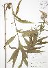  ( - JAG 0397WP)  @11 [ ] CreativeCommons - Attribution Share-Alike (2012) University of Guelph OAC BIO Herbarium