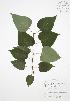  ( - JAG 0794WP)  @11 [ ] CreativeCommons - Attribution Share-Alike (2012) University of Guelph OAC BIO Herbarium